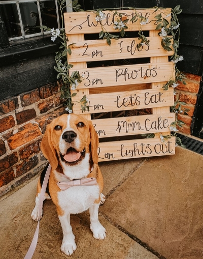 Woofs & Weddings