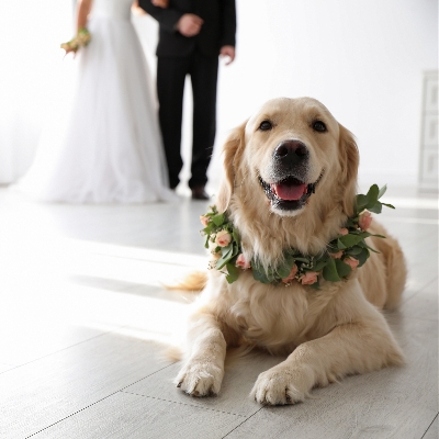 94% of dog owners getting married want to involve their pets