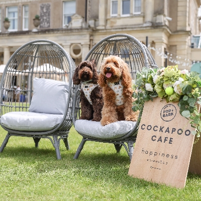 Wedding News: Dogs descend on Down Hall