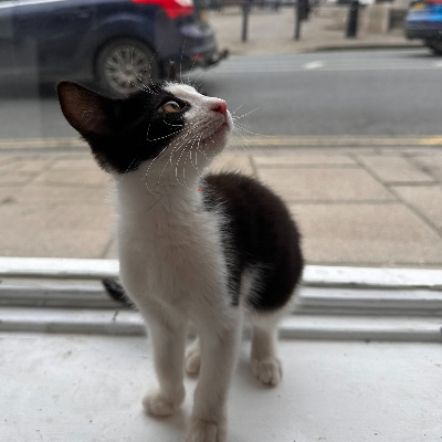 Wedding News: Time for a cuppa with cat companions!