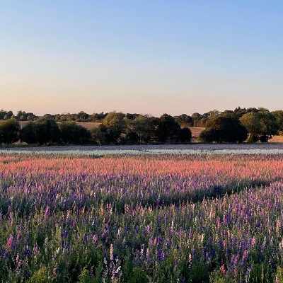 Wedding News: Confetti Flower Fields