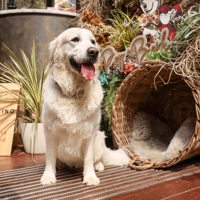 Pop-up Golden Retriever Café