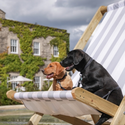 Wedding News: Pop + Bark Dog Experience Returns for 2025