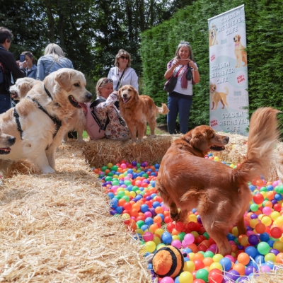 Wedding News: POP + BARK RETURNS TO DOWN HALL