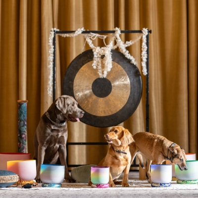 PAWS & REFLECT WITH DOGGY YOGA RETREATS AT DOWN HALL HOTEL, SPA & ESTATE