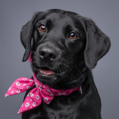 Wedding News: Braintree Village Launches First Ever Dog Weekend