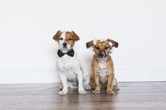 Wedding walkies with Chelmsford's Adventure Tails: Image 1