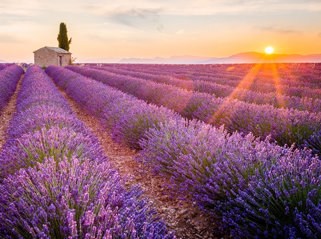 lavender fields in Provence with sunset
