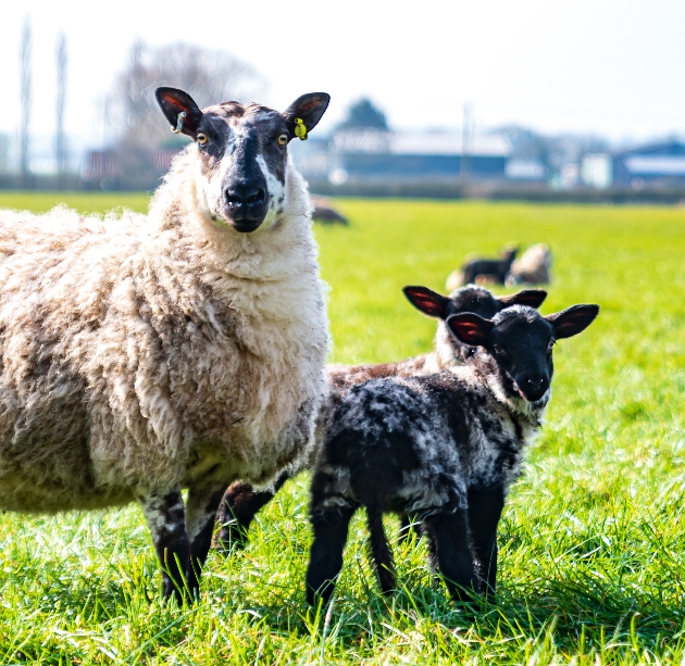 sheep and lamb in a field