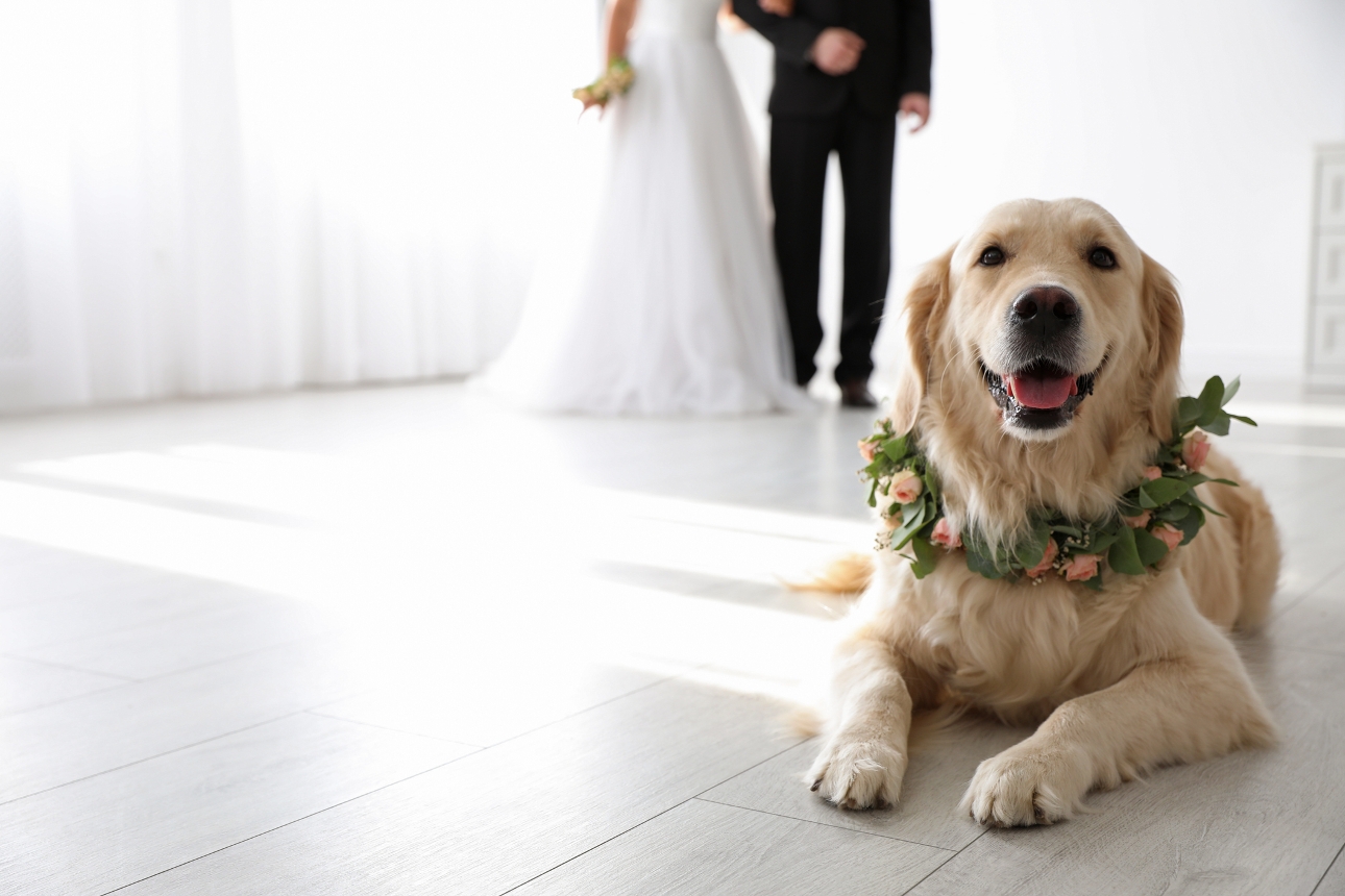 gold retriever laying on floor with a flower crown round its neck
