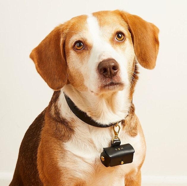 dog with leather puch collar round its neck.