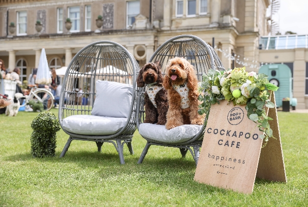 Two cavapoo dogs at a dog cafe