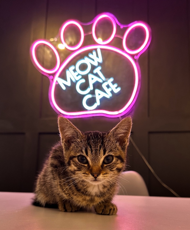 cat sitting in front of neon cat cafe sign