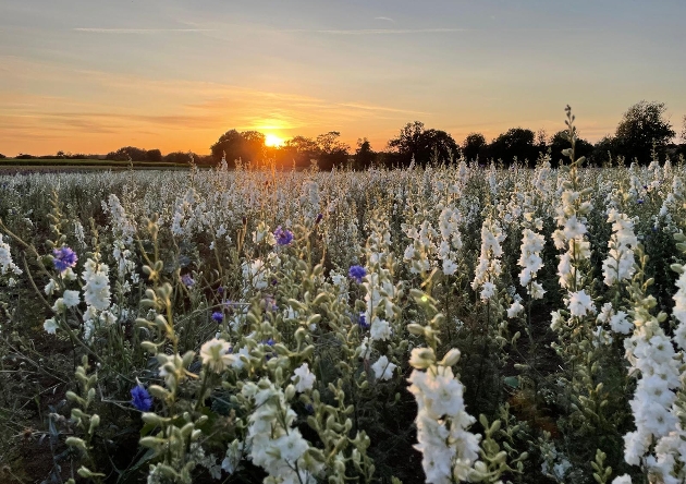 Confetti Flowers in field