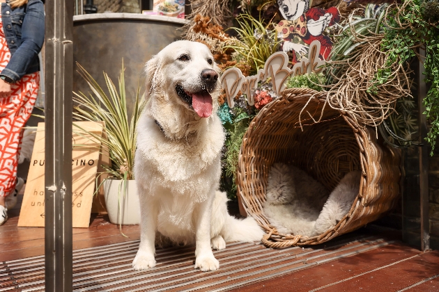 Golden Retriever dog