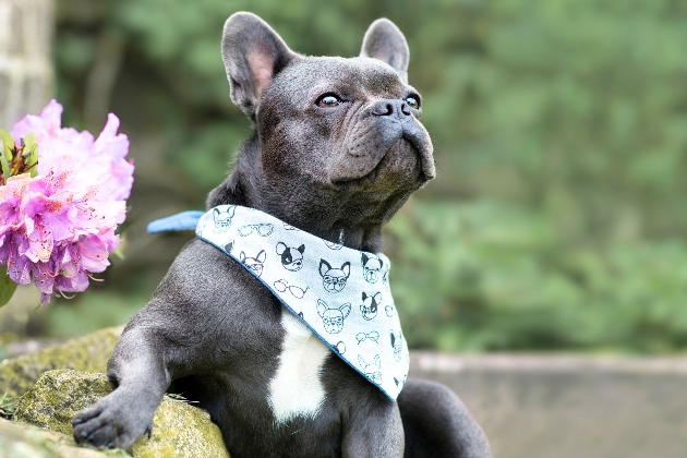 french bulldog