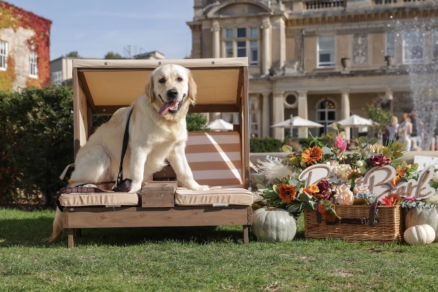 Golden Retriever dog