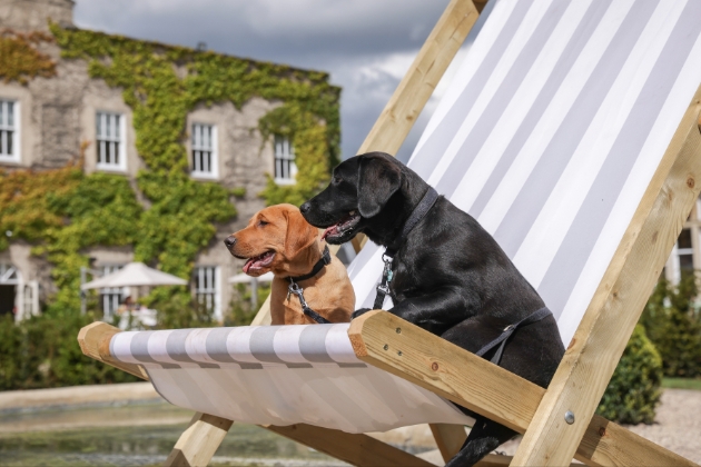 two docks sitting on a deck chair