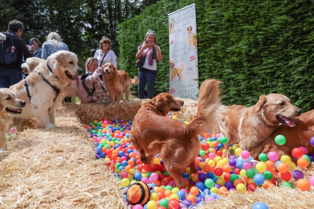 dogs jumping into colourful ball pit