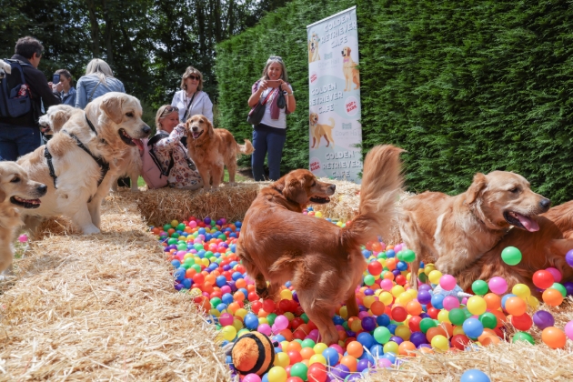 golden retriever in colourful ball pit