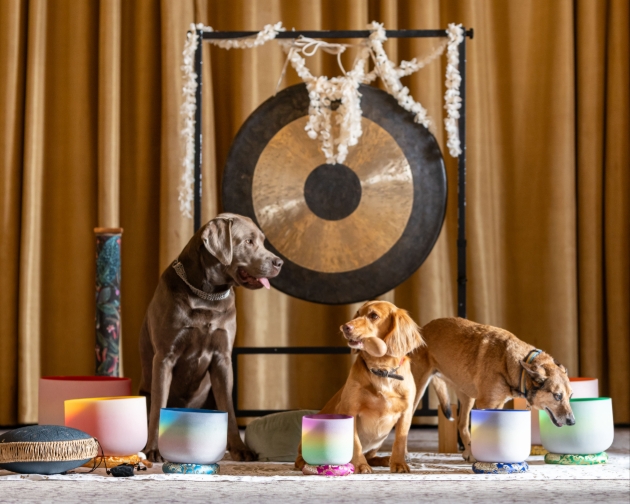 DOGGY YOGA RETREAT