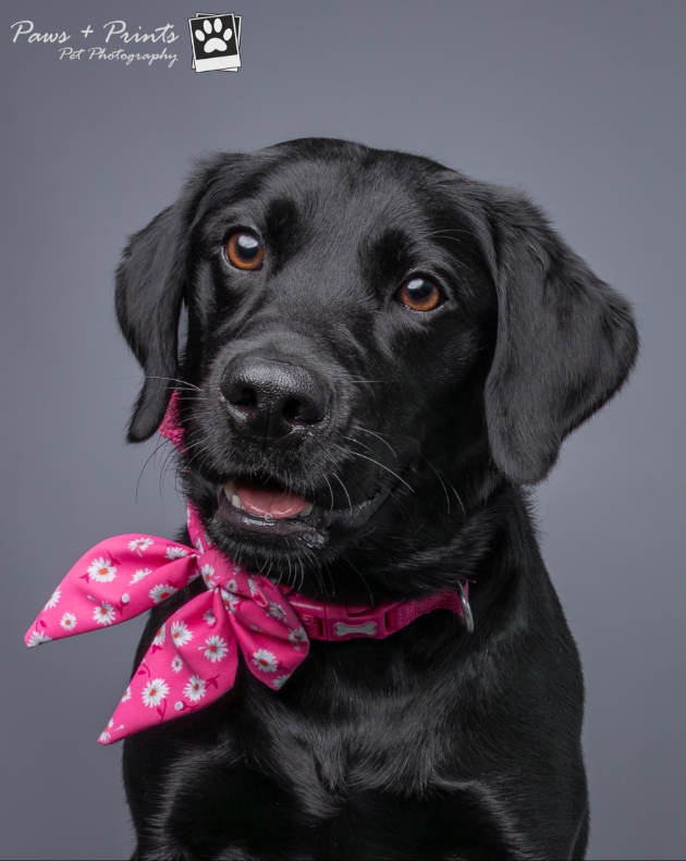 dog portrait