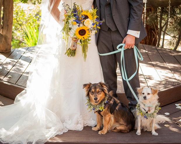 How to involve your dog in the wedding day and beyond: Image 1